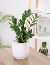 نبات الزاميا الداخلي